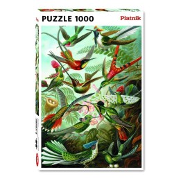 Haeckel - Kolibris